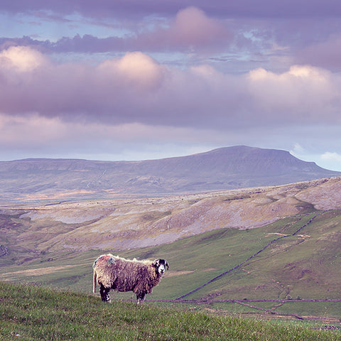 King of the Hill Card - David Tarn Photography