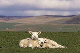 1 x Yorkshire Dales Calendar 2025 by Wendy McDonnell