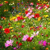 Flowers Card - David Tarn Photography
