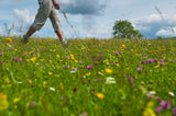 DCM Event - Guided Walk - Flora and Fauna of Upper Wensleydale - Tuesday 4th June