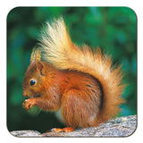 Red Squirrel Coaster
