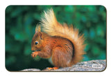 Red Squirrel Fridge Magnet