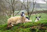 Yorkshire Dales Calendar 2026 by Wendy McDonnell