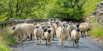 Rush Hour in the Dales Card- by Mark Denton Photography