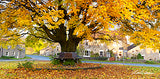Autumn under the Redmire Tree - by Mark Denton Photography