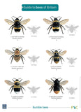 Guide to Bees- FSC