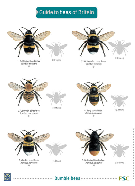 Guide to Bees- FSC – Yorkshire Dales National Park Authority