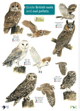Guide to Owls and Owl Pellets- FSC