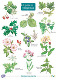 Guide to Hedgerows- FSC