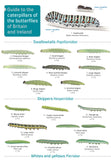 Guide to Caterpillars- FSC