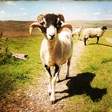 Summer Sheep Card - David Tarn Photography