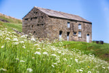 Image shows a typical Swaledale Barn in a hay meadow.