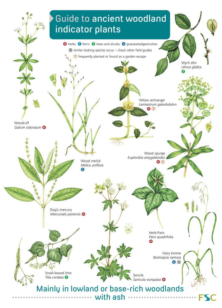 Guide To Ancient Woodland Indicator Plants - FSC – Yorkshire Dales ...
