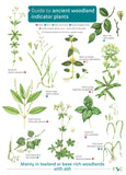 Guide To Ancient Woodland Indicator Plants - FSC
