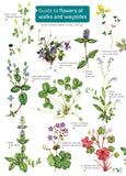 Guide To Flowers Of Walks And Waysides - FSC