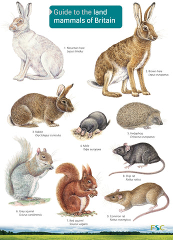 Guide To The Land Mammals Of Britain - FSC