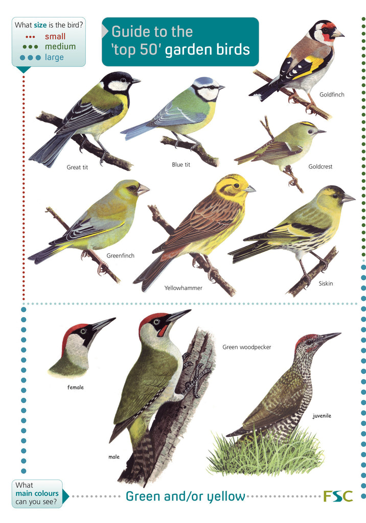 Guide To The Top 50 Garden Birds FSC Yorkshire Dales National Park