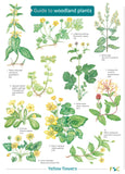 Guide To Woodland Plants - FSC