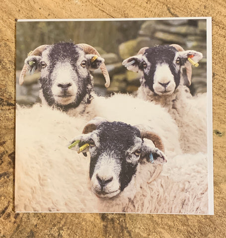 Image shows front of greeting card with 3 swaledale sheep on.