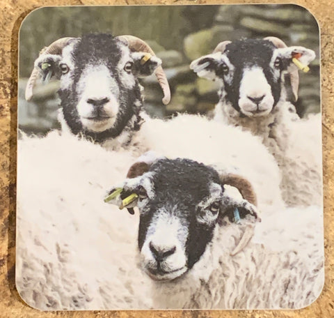 Image shows front of coaster with 3 swaledale sheep on