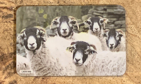 Image shows fridge magnet with flock of Swaledale sheep on