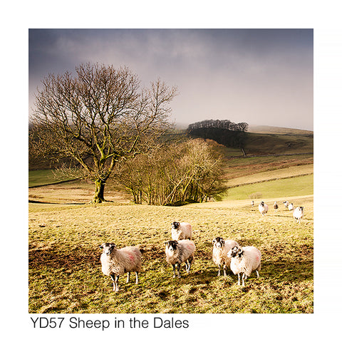 Sheep in the Dales Card - David Tarn Photography