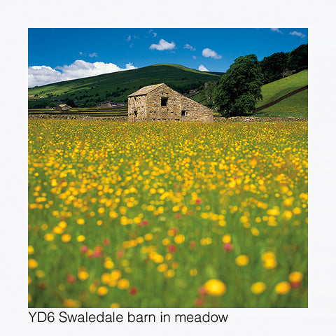 Swaledale Barn in Meadow Card - David Tarn Photography